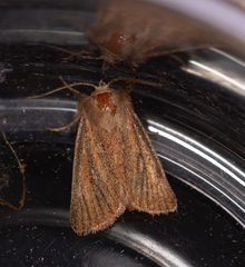 Denticucullus pygmina