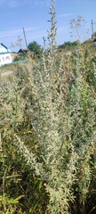 Artemisia sieversiana