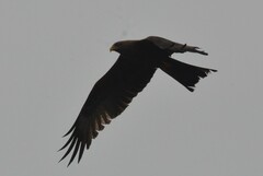 Milvus migrans parasitus