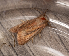 Denticucullus pygmina