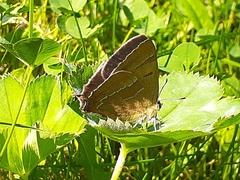 Thecla betulae