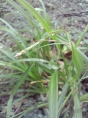 Carex strigosa