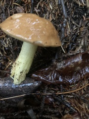 Suillus granulatus