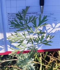 Artemisia sieversiana