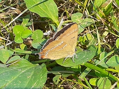 Thecla betulae