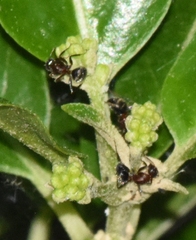 Camponotus planatus