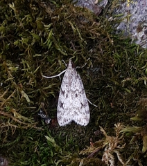 Eudonia truncicolella