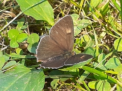 Thecla betulae
