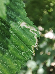 Stigmella ulmivora
