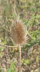 Dipsacus fullonum