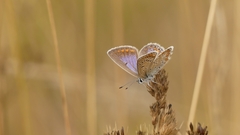 Polyommatus icarus