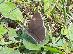 Thecla betulae