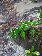 Myrtaceae