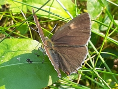 Thecla betulae