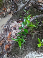 Myrtaceae