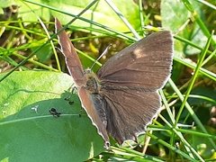Thecla betulae