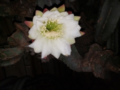 Cereus