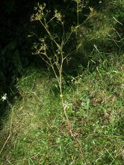 Chaerophyllum bulbosum