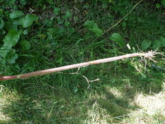 Chaerophyllum bulbosum