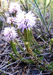 Stilbe ericoides