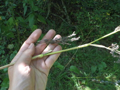 Chaerophyllum bulbosum