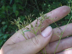 Chaerophyllum bulbosum
