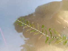 Potamogeton perfoliatus