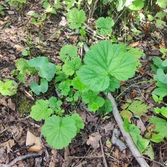 Geum