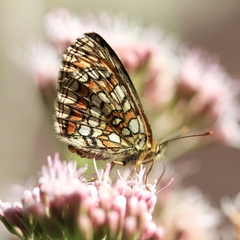 Melitaea