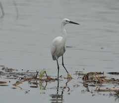 Egretta garzetta