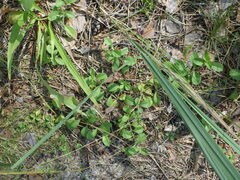 Veronica officinalis
