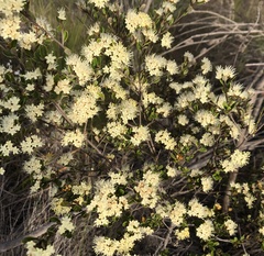 Phebalium squamulosum