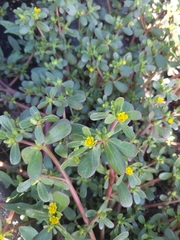 Portulaca oleracea