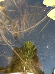 Myriophyllum