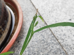 Echinochloa colona