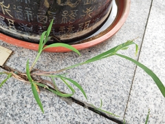 Echinochloa colona