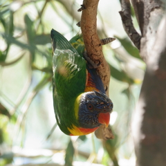 Trichoglossus moluccanus