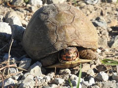 Terrapene carolina triunguis