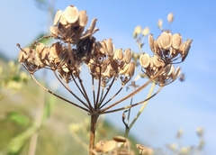 Pastinaca sativa sylvestris