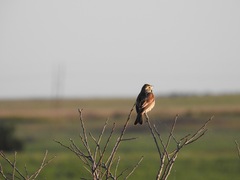Spiza americana