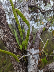 Lecanopteris sinuosa