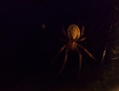 Zygiella x-notata