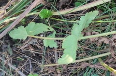 Pastinaca sativa sylvestris
