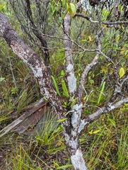 Lecanopteris sinuosa