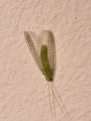 Pseudomallada flavifrons