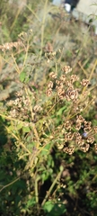 Pastinaca sativa sylvestris