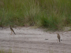 Anthus pallidiventris