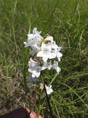 Penstemon tubaeflorus