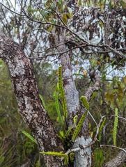 Lecanopteris sinuosa