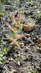 Drosera cistiflora